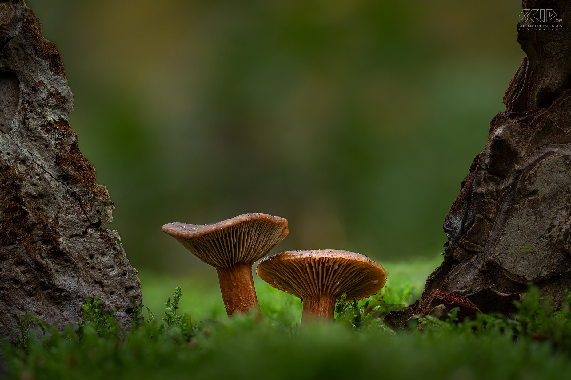 Mushrooms - Liver milk cap This autumn many beautiful mushrooms and fungi appear again in our forests and gardens Stefan Cruysberghs